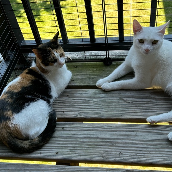 Meet your Posher, Crystal - Picture 5 of 5